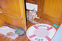 Beacon Cat comes aboard in Martinique